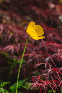 Poppy and Japanese maple Poppy and Japanese maple